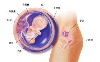 怀孕五个月胎儿位置(孕五个月的胎儿在肚子里是什么位置)