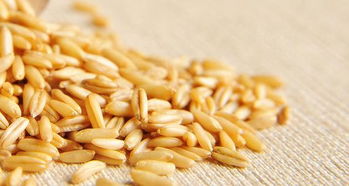 小麦和燕麦在外形上有何区别 