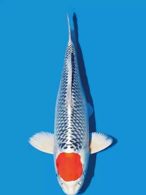 红龙公鱼还是母鱼好？