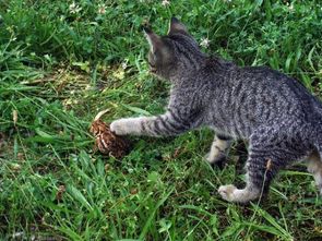 猫咪抓到了一只蟾蜍,下一秒却做出这个举动,暖哭 