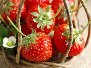 各式各样新鲜的草莓高清图片素材3 16P 