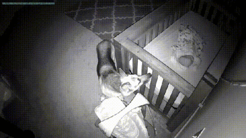 狗狗半夜经常出现在婴儿房,查看监控后看见了暖心的一幕