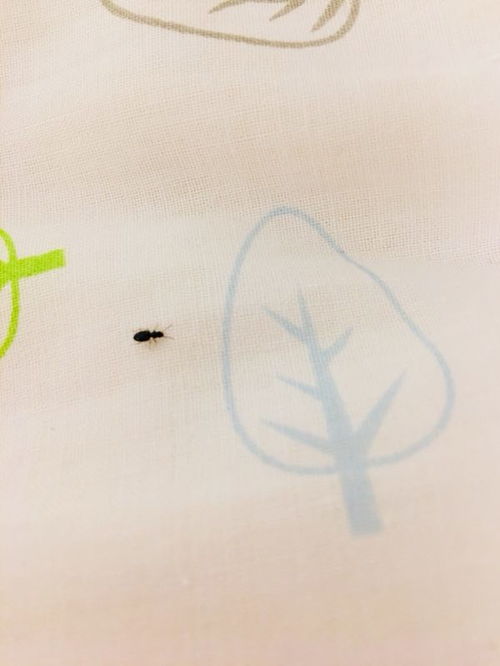 床上有小黑虫 像蚂蚁似的 屁股大 有小触角 我照了张照片 谁知道是啥虫子 