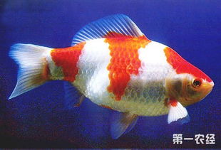 草金鱼为什么不建议养 草金鱼长大后的样子