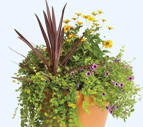 10个创意的组合盆栽,养一盆就能变成植物景观,阳台上也能养好