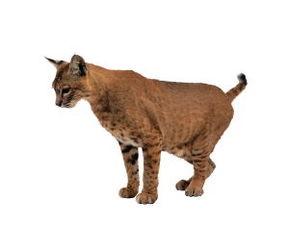 西表山猫的外形特征 