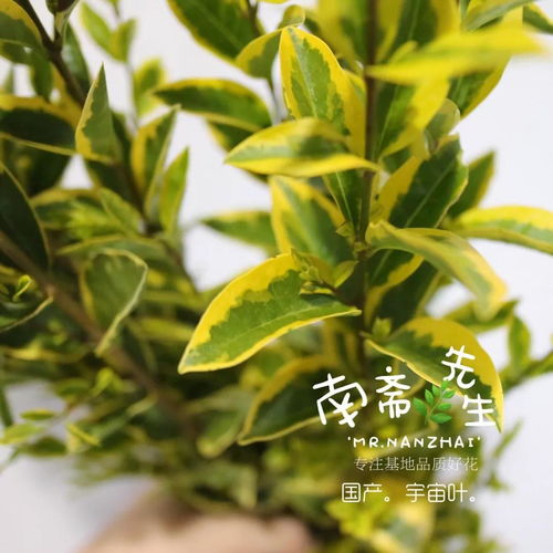 干货分享 花艺师必知的常用叶材名字分享