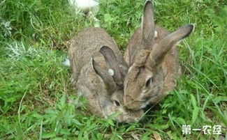 怎么提高肉兔的养殖效益 肉兔的养殖方法