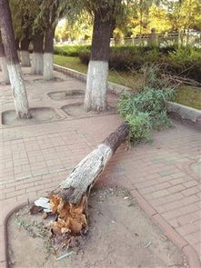 树断了怎么救活,如果一棵树折断了，可以采取以下措施来尝试救活它：