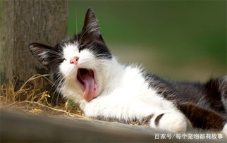 给猫喂化毛膏是有必要的,如果它不喜欢吃,那还有猫草和猫薄荷