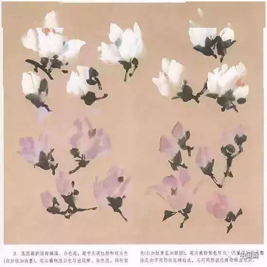 国画技法 玉兰花的绘画技法