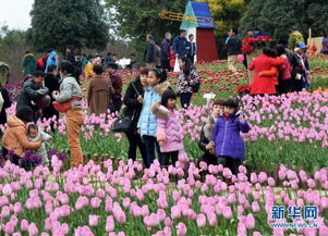 春节柳州园博园有哪些活动春节柳州园博园有哪些活动值得去(柳东免费停车场有哪些景点)