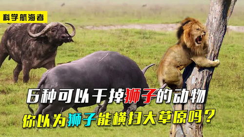 6种可以干掉狮子的动物,你真的以为狮子能横扫大草原吗 