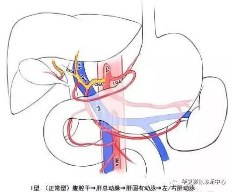 肝动脉系统变异分型