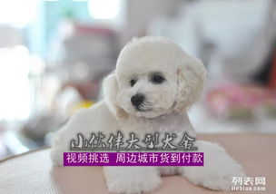 图 深圳哪里有卖贵宾犬白色贵宾犬多少钱一只 深圳宠物狗 