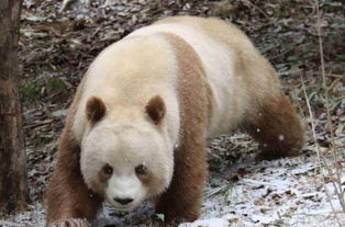 世界上现存唯一棕色大熊猫,生到一半没墨了 但攻击力max