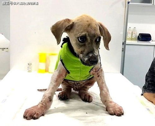小狗被人恶意虐待,全身沾满胶水并被丢进泥坑里,不爱请别伤害