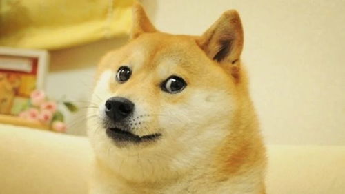 doge狗狗币今日价格,狗币(Doge)今日价格大幅上涨，投资者热情高涨。