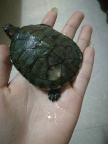 我养的巴西龟最近龟壳变成这个样子,有点往上翘,是怎么回事 