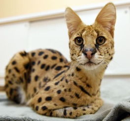 阿瑟拉猫 世界上最昂贵的猫品种之一,俗称 迷你豹子