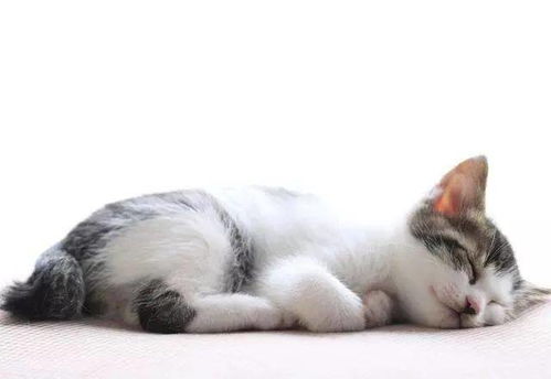 猫咪患病眼睛 鼻子会有哪些异常 它口臭 流口水是什么原因引起
