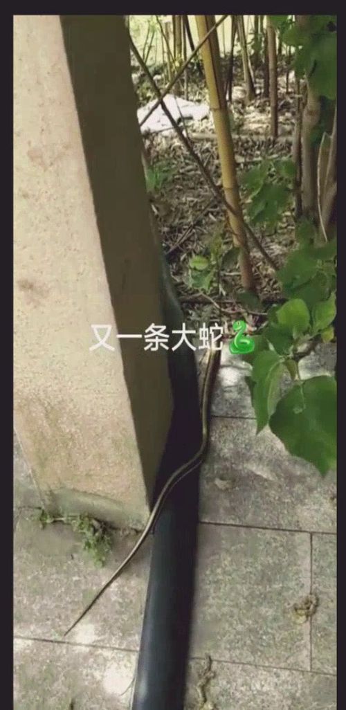 又一条大蛇看着就怕,看完这些你有什么感想 