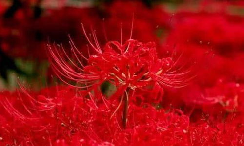 中国 最美 彼岸花海,火红热情,来自 地狱 奇物
