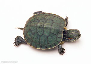 这种乌龟是哪种龟 是陆龟还是水龟 