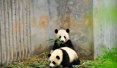 女孩意外掉进熊猫窝,当众人正担心时,3只熊猫的动作让人意外