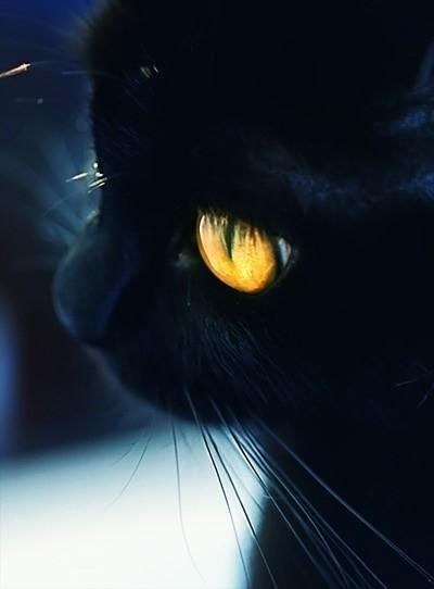 为什么很少见黑猫 在宠物市场也很少见孟买品种的黑... 