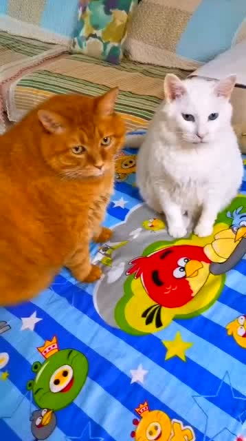 橘猫 兄弟你又胖了呀 