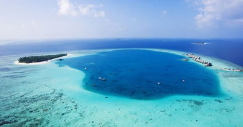 南海马尔代夫旅游马尔代夫小鲨鱼是哪种（马尔代夫鲨鱼袭击事件）