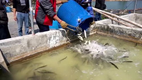 水产人昨天挑出来的蓝刀,一百多斤准备售卖的杂鱼,看看有你喜欢吃的品种吗 