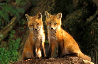 11a86c557ad128b1? - 狐狸的种类有哪些,魅力四溢：狐狸的种类与奇特生活习性大揭秘