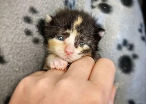 一只刚出生三天的小猫,被人遗弃在宠物店门口