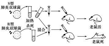 简述肺炎双球菌转化实验过程-第3张图片