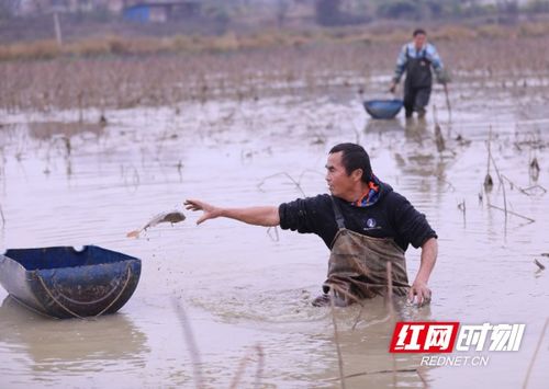 湖南道县 藕鱼肥 喜丰收