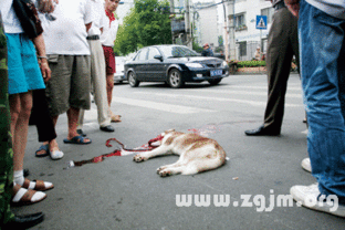 梦见狗跑了