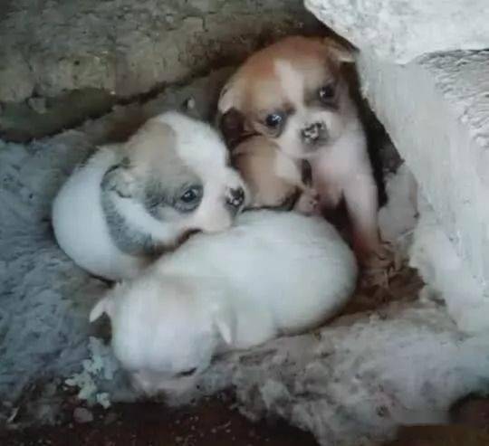 小奶狗吃白饭充饥,在石头缝里生活,流浪狗妈不见踪迹