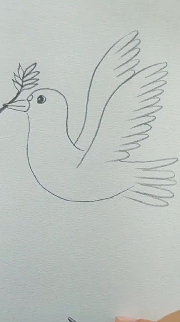 教你们画一只白鸽,你知道白鸽代表什么吗 
