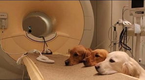 匈牙利研究发现狗对声音反应与人类惊人相似 三 
