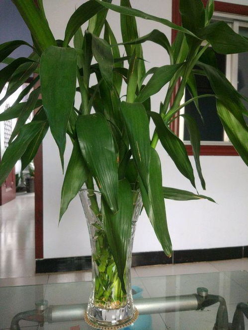 收银台上可以放水养富贵竹吗？