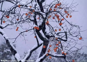 我想要一个农村院子,欣赏四季的风花雪月