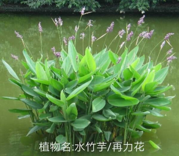 这是什么植物 芦苇吗 