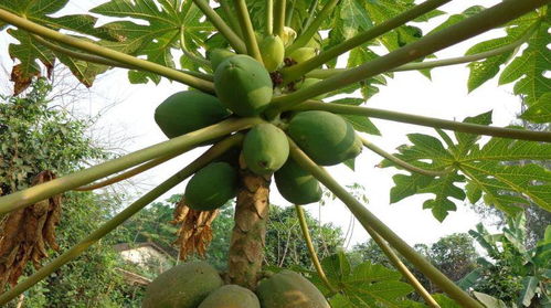 木瓜树怎么种,木瓜树的种植与养护