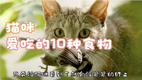 猫最爱吃的10种食物,猫除了吃猫粮还吃什么 