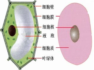 植物细胞壁的作用,细胞壁的通透特点？
