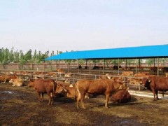 鲁西黄牛适合贵阳市周边养殖 