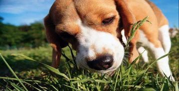 你家的狗狗会吃草吗 家长们要注意,可能是它身体出状况了