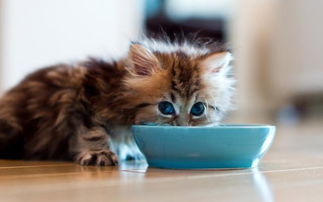 作为 处女座 的猫咪,吃饭的碗一定要干净